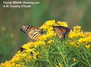 Goldenrod Monarch Butterfly Photo Picture  ©M. Timothy O'Keefe  www.FloridaWildlifeViewing.com