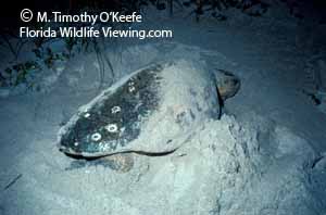 Nesting Loggerhead Sea Turtle  ©M. Timothy OKeefe  www.FloridaWildlifeViewing.com