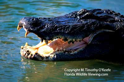 American alligator with mouth open copyright M. Timothy O'Keefe - Florida Wildlife Viewing.com